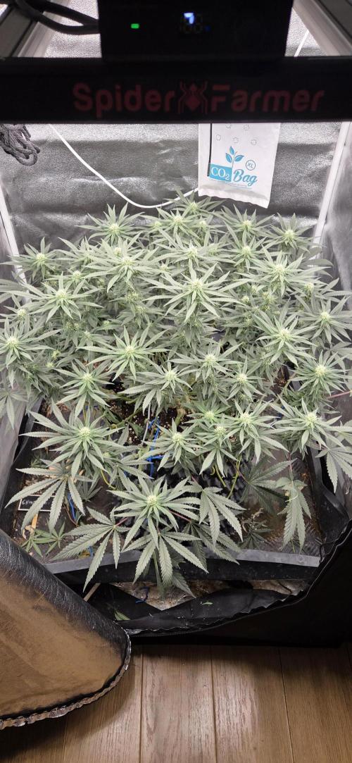 Chocolope. Week 10