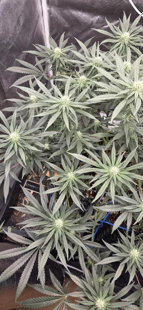 Chocolope. Week 10