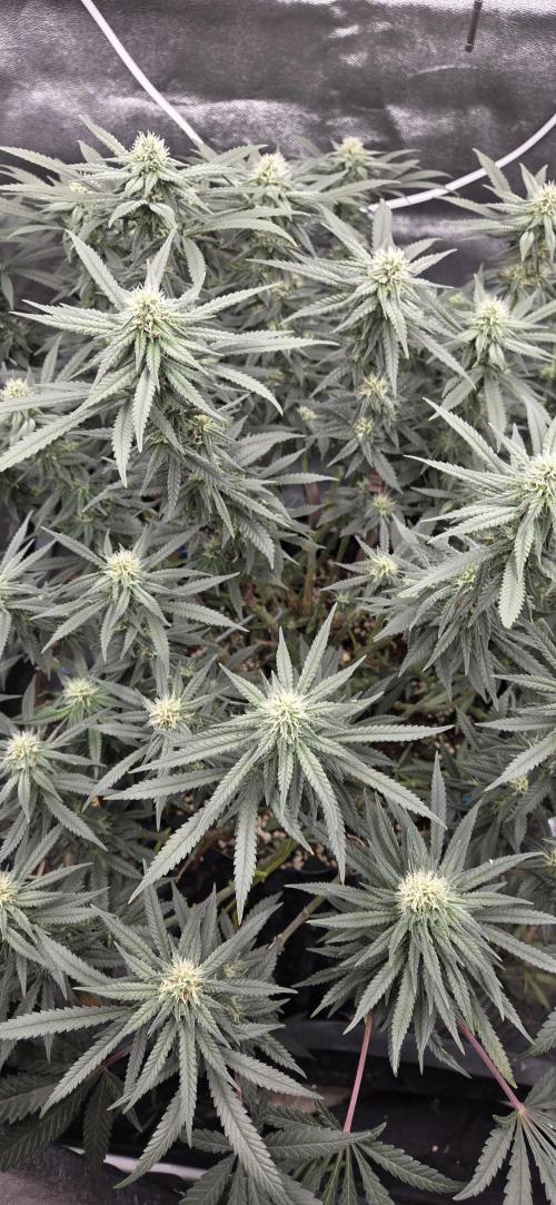 Chocolope. Week 10