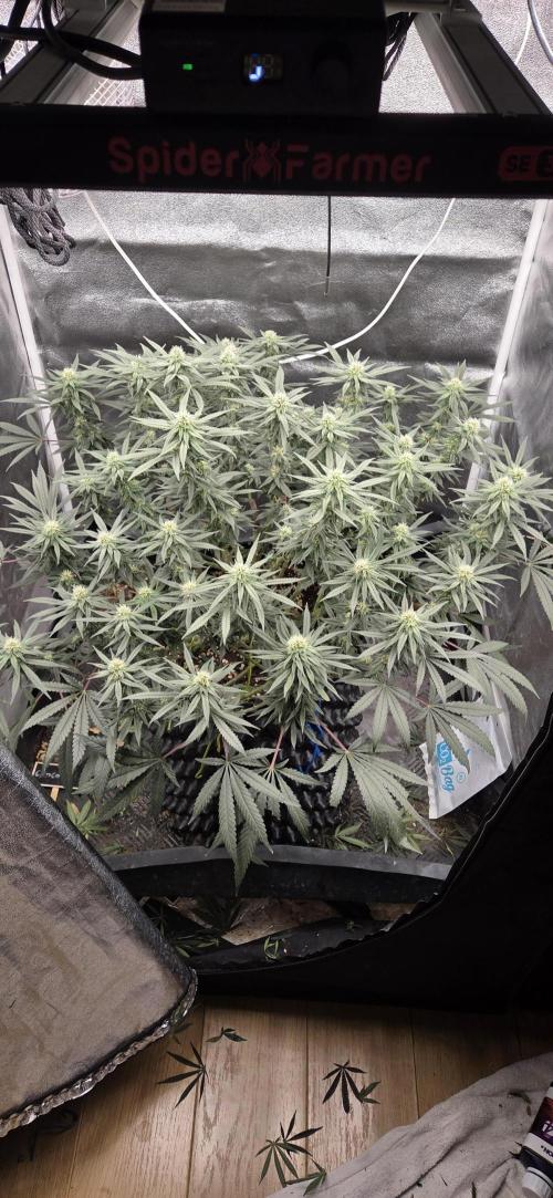 Chocolope. Week 10