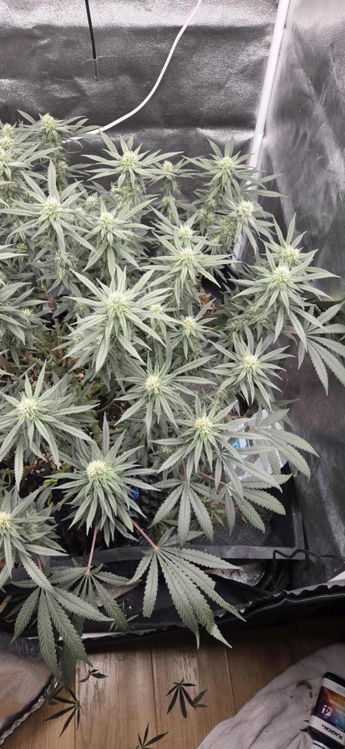 Chocolate Haze. Week 10
