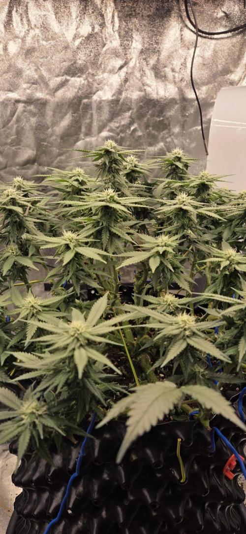 Crystal Candy. Week 10