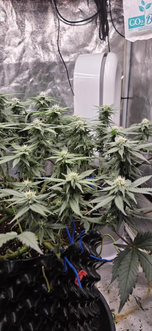 Crystal Candy. Week 10