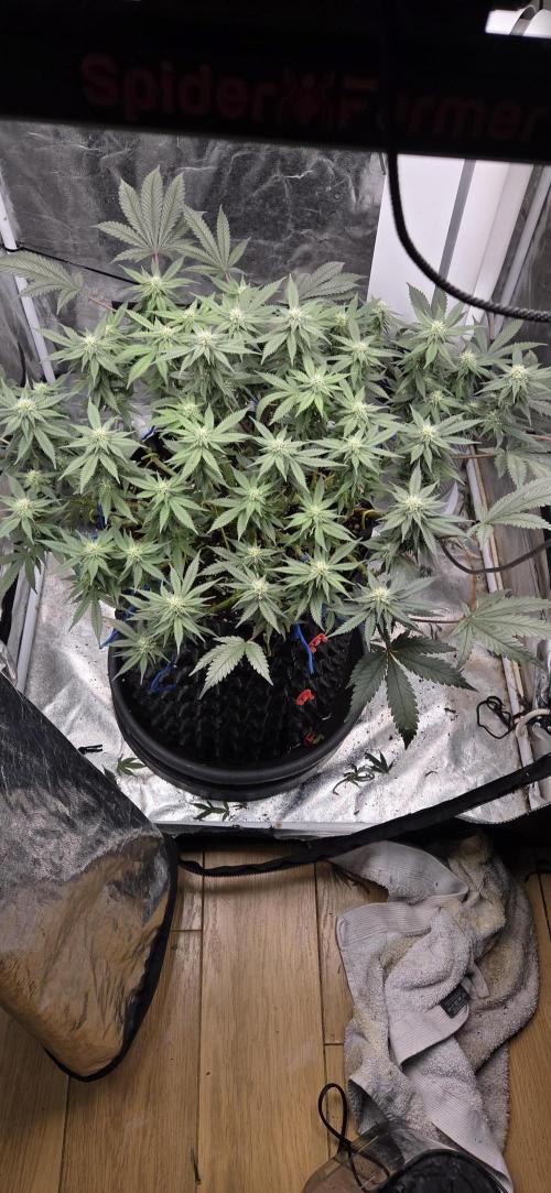 Crystal Candy. Week 10