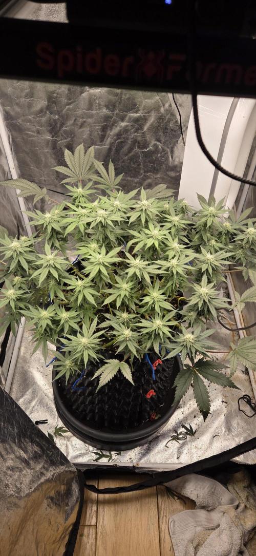 Crystal Candy. Week 10