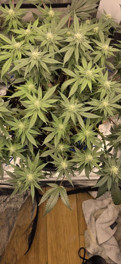Crystal Candy. Week 10