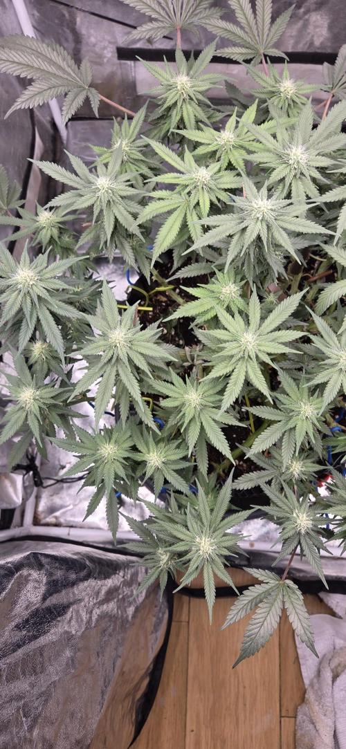 Crystal Candy. Week 10