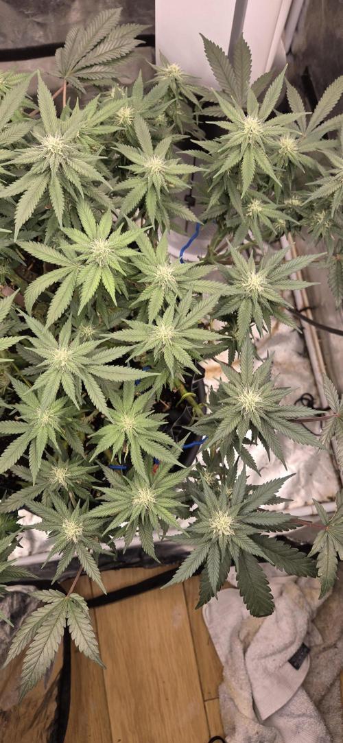 Crystal Candy. Week 10