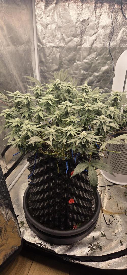 Crystal Candy. Week 10