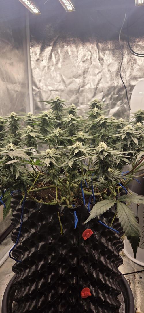 Crystal Candy. Week 10