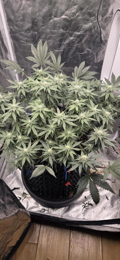 Crystal Candy. Week 10
