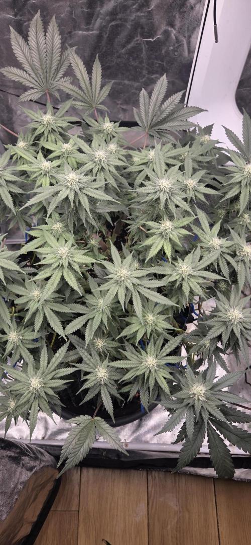 Crystal Candy. Week 10
