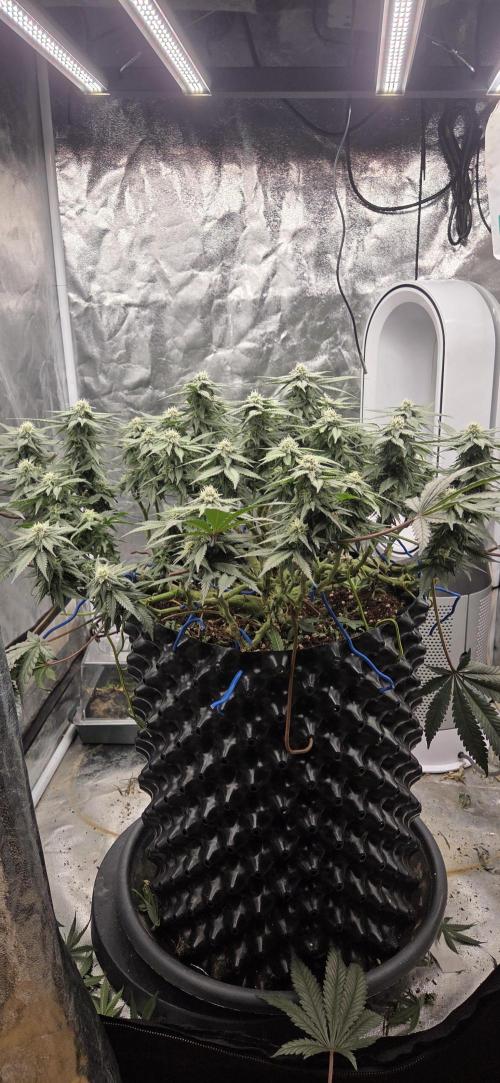 Crystal Candy. Week 10