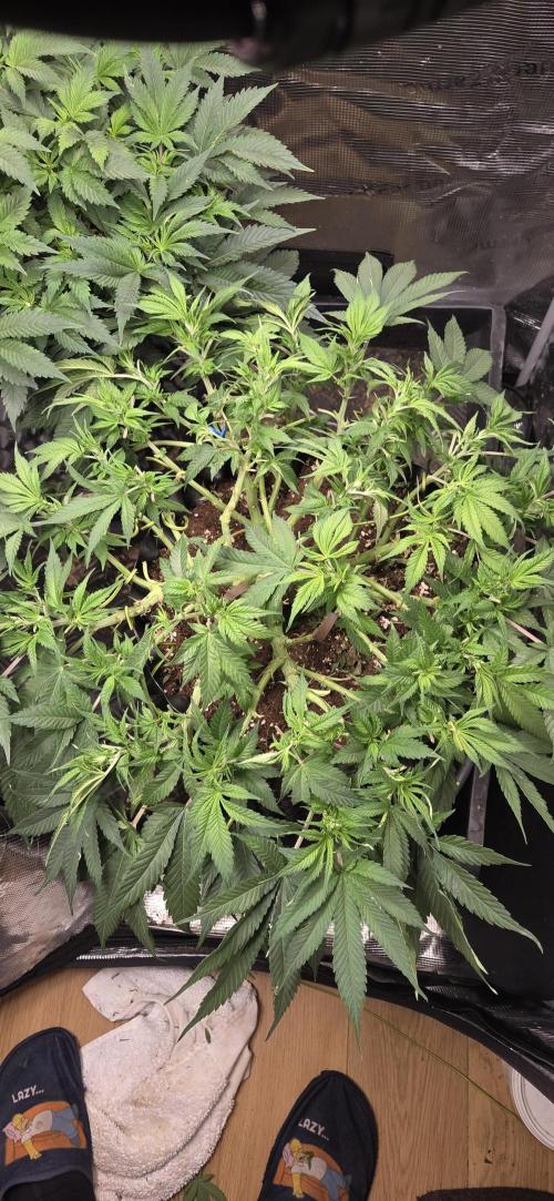 Frozen black cherry. Week 9
