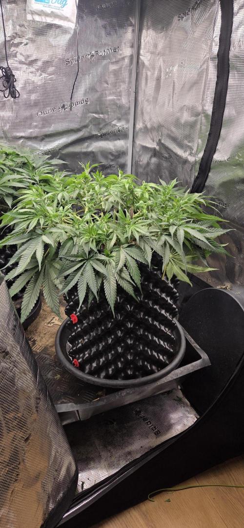Frozen black cherry. Week 9