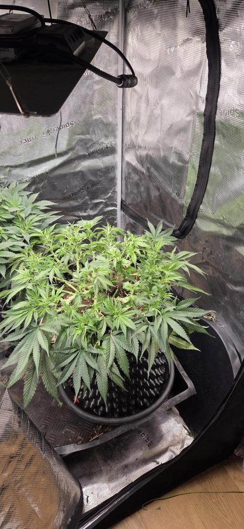 Frozen black cherry. Week 9