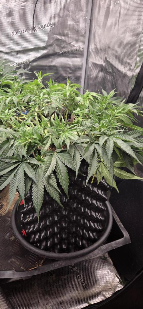 Frozen black cherry. Week 9