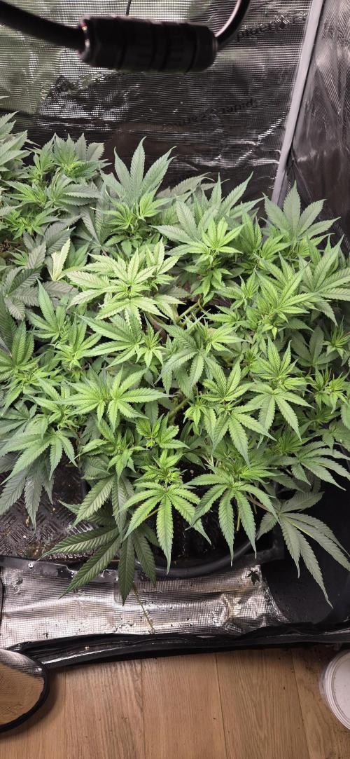 Frozen black cherry. Week 9