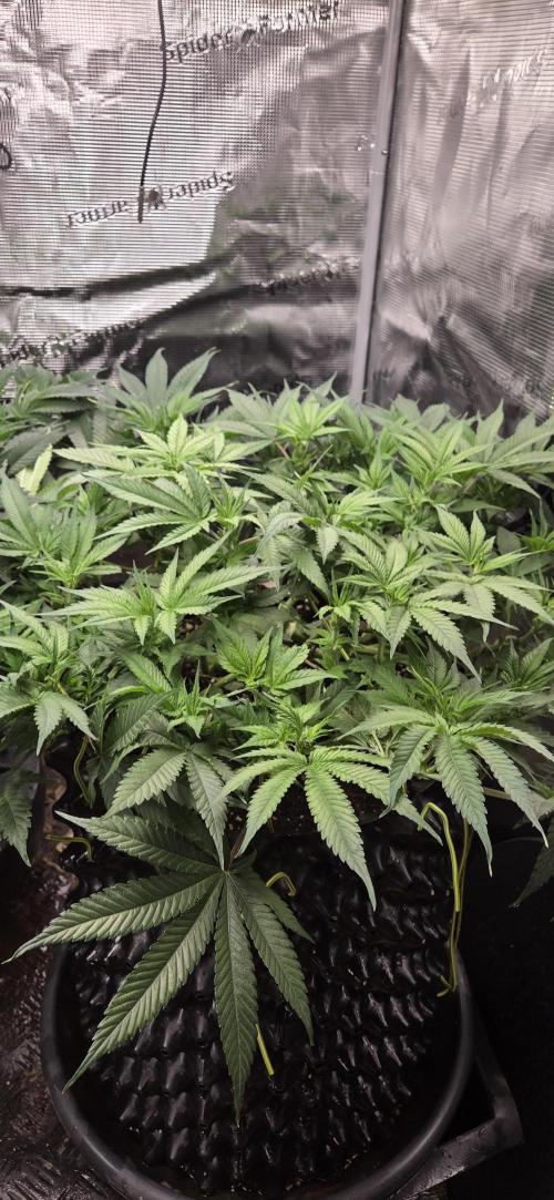 Frozen black cherry. Week 9