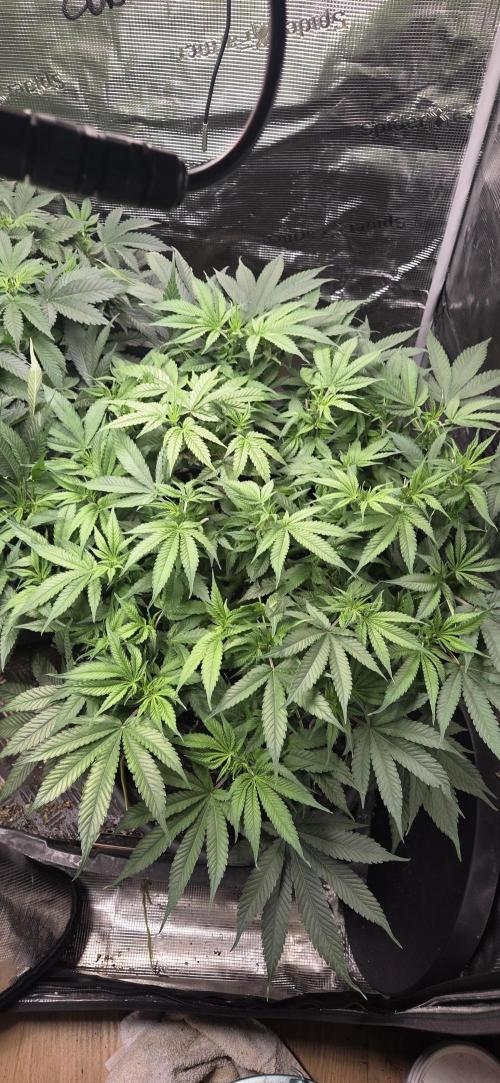Frozen black cherry. Week 9