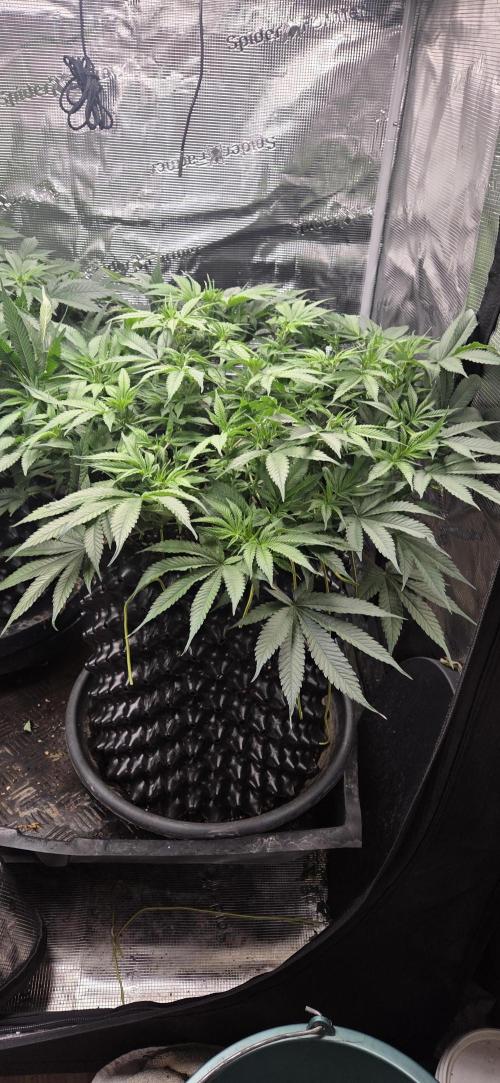 Frozen black cherry. Week 9