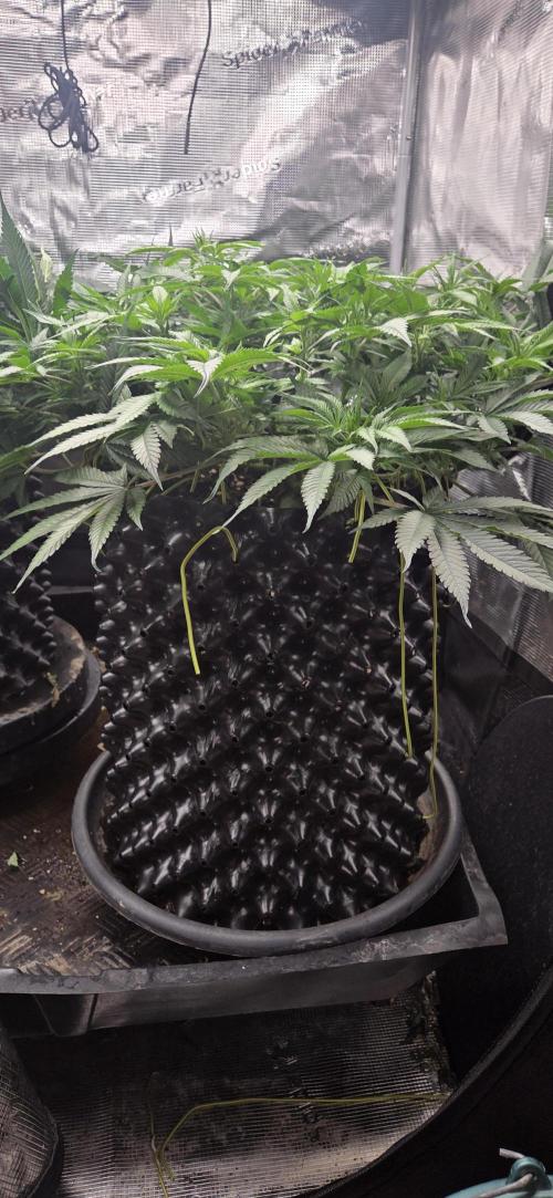 Frozen black cherry. Week 9