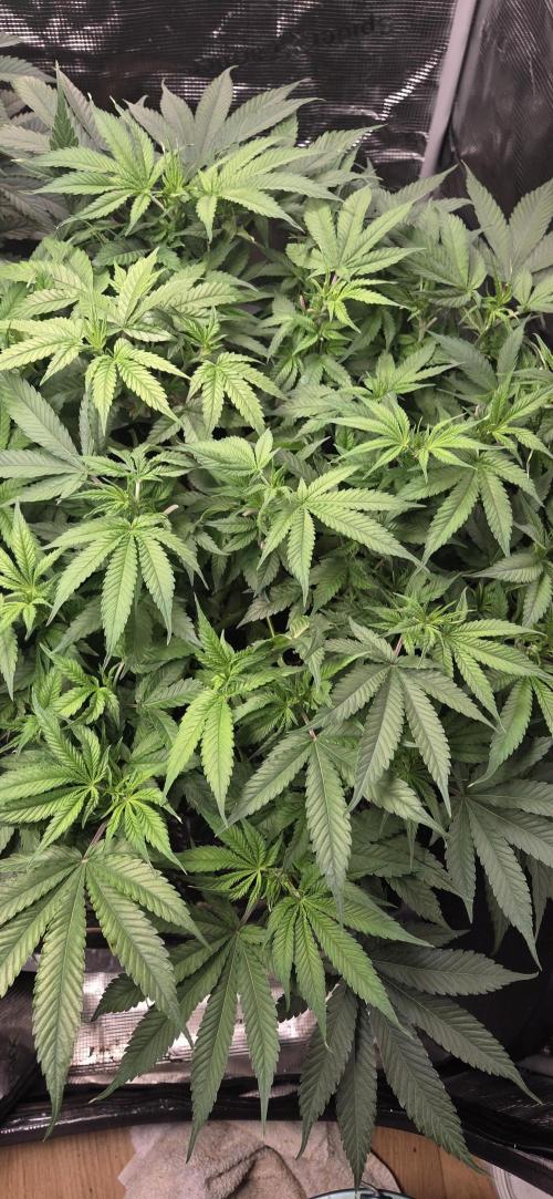 Frozen black cherry. Week 9