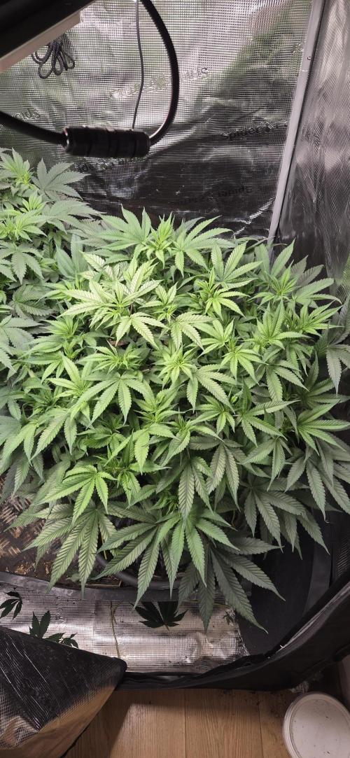 Frozen black cherry. Week 9