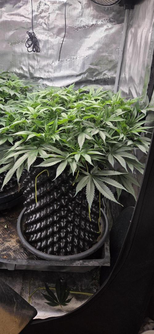 Frozen black cherry. Week 9