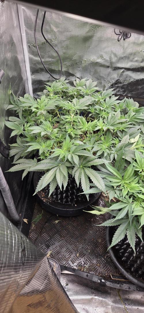 Big Buddha Cheese. Week 9