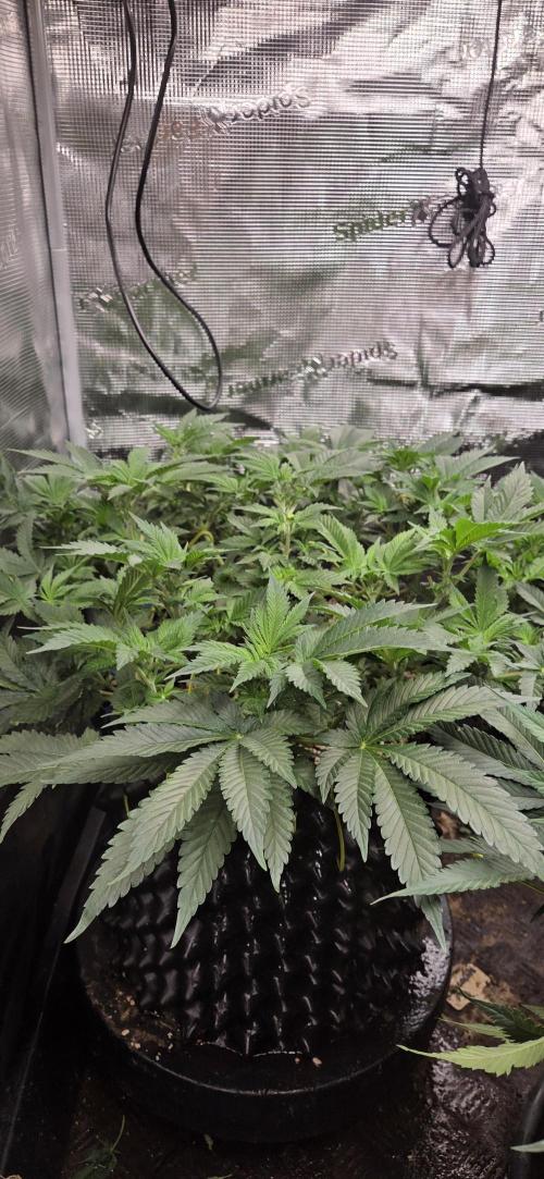 Big Buddha Cheese. Week 9