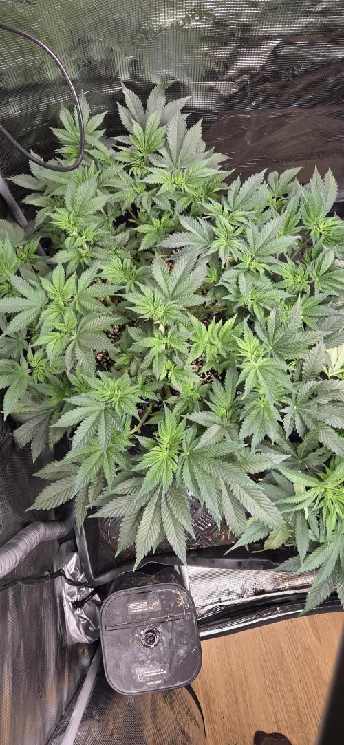 Big Buddha Cheese. Week 9