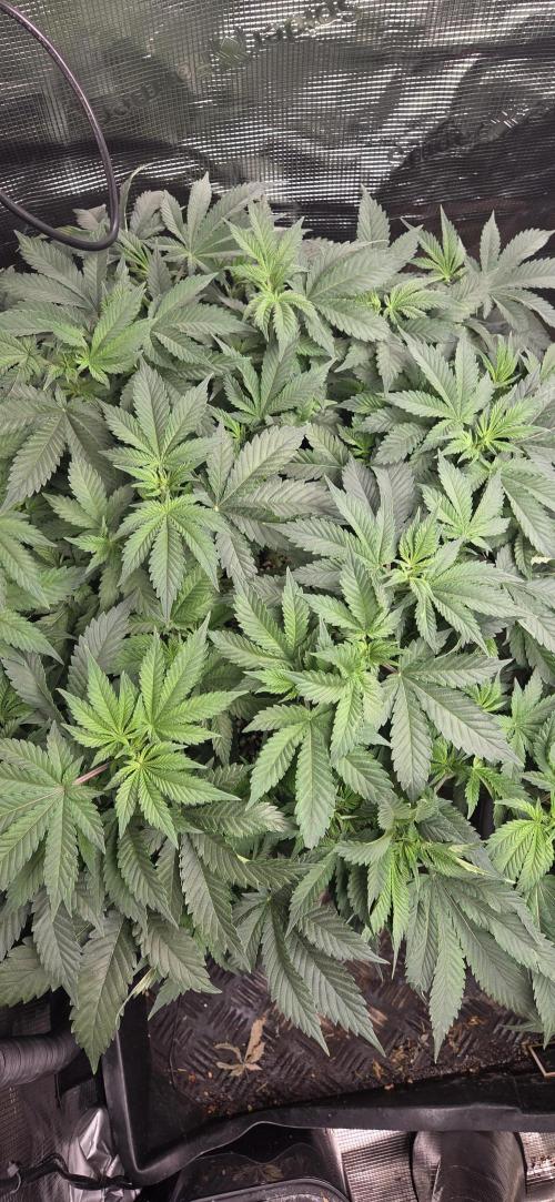 Big Buddha Cheese. Week 9