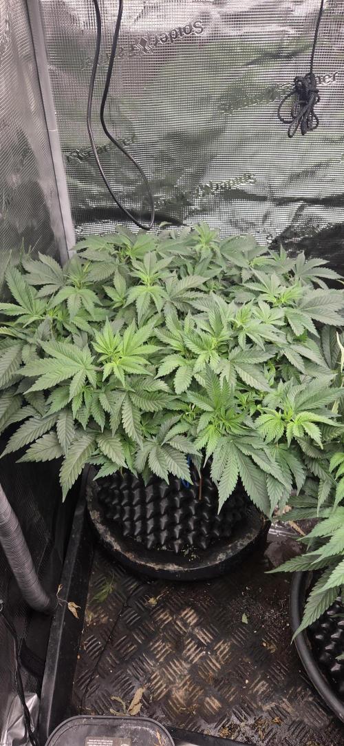 Big Buddha Cheese. Week 9