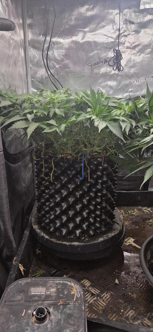 Big Buddha Cheese. Week 9