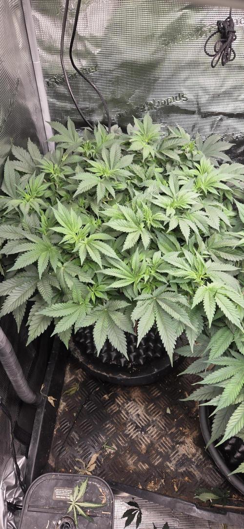 Big Buddha Cheese. Week 9