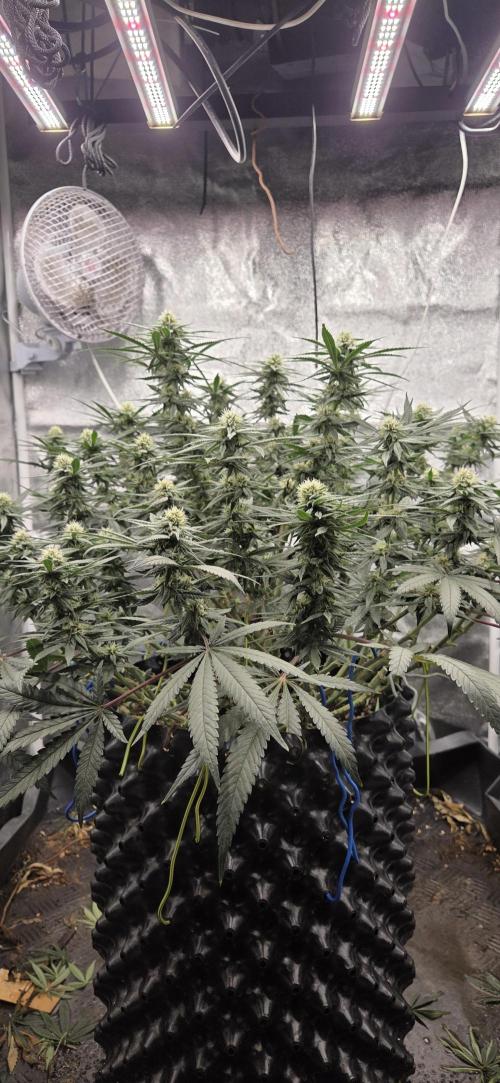 Chocolope. Week 11
