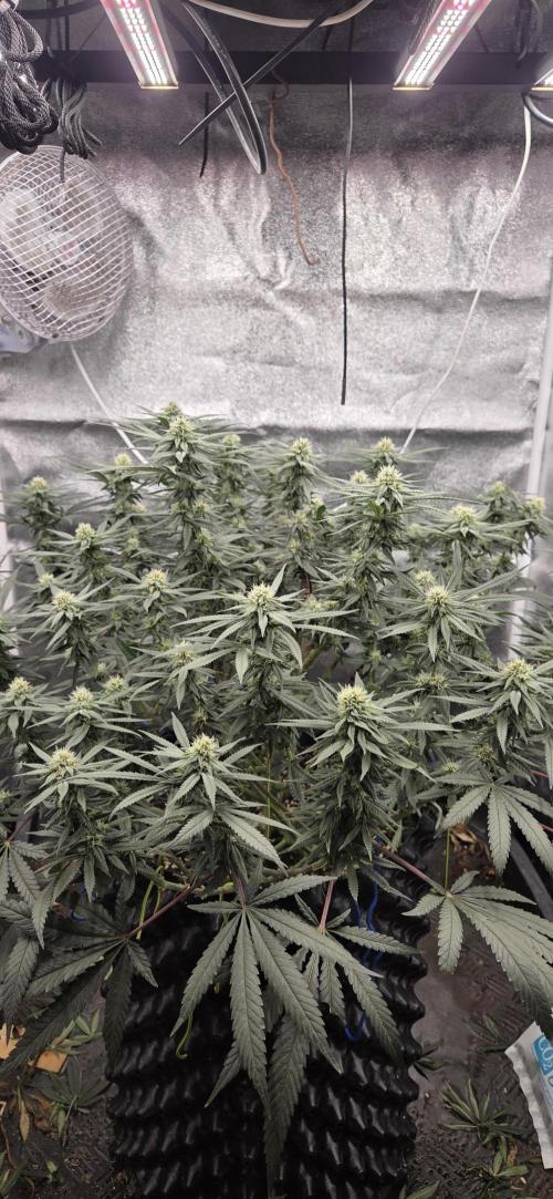 Chocolope. Week 11