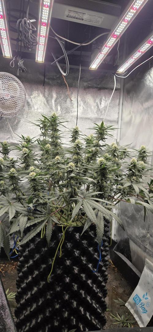 Chocolope. Week 11