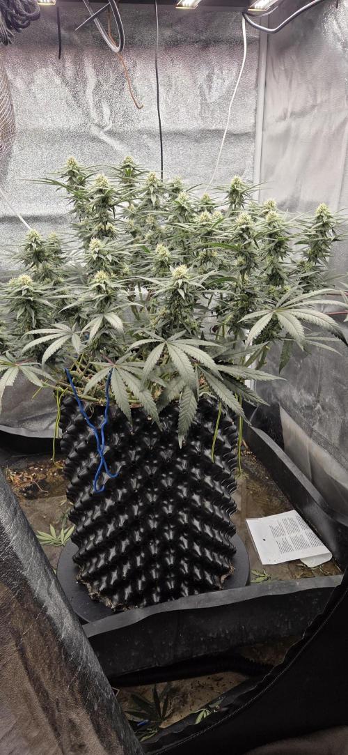 Chocolope. Week 11