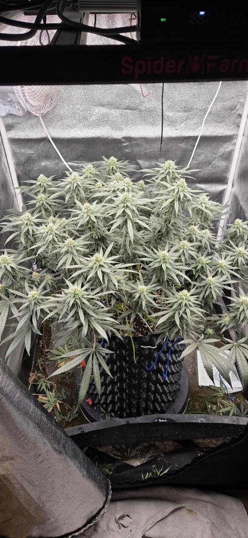 Chocolope. Week 11