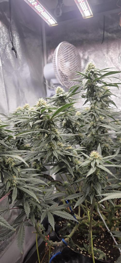 Chocolope. Week 11