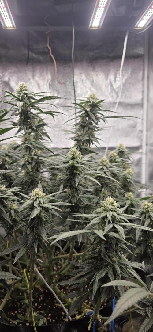 Chocolope. Week 11