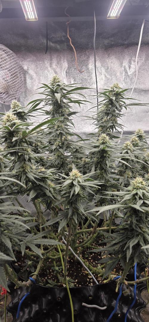 Chocolope. Week 11