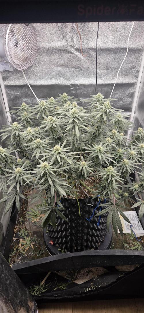 Chocolope. Week 11