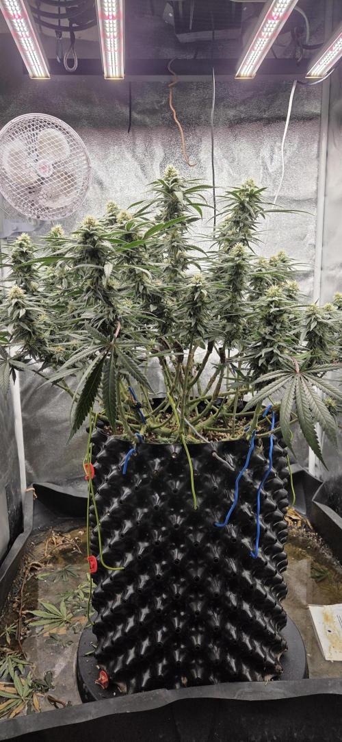Chocolope. Week 11
