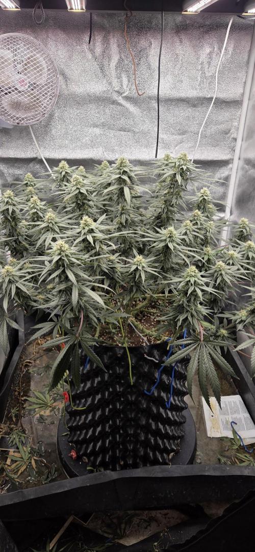 Chocolope. Week 11