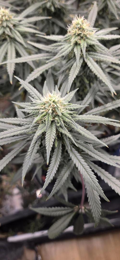 Chocolope. Week 11