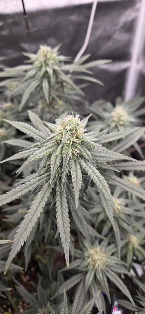Chocolope. Week 11