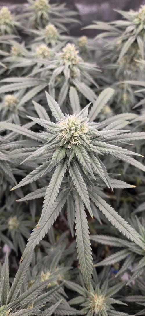 Chocolope. Week 11
